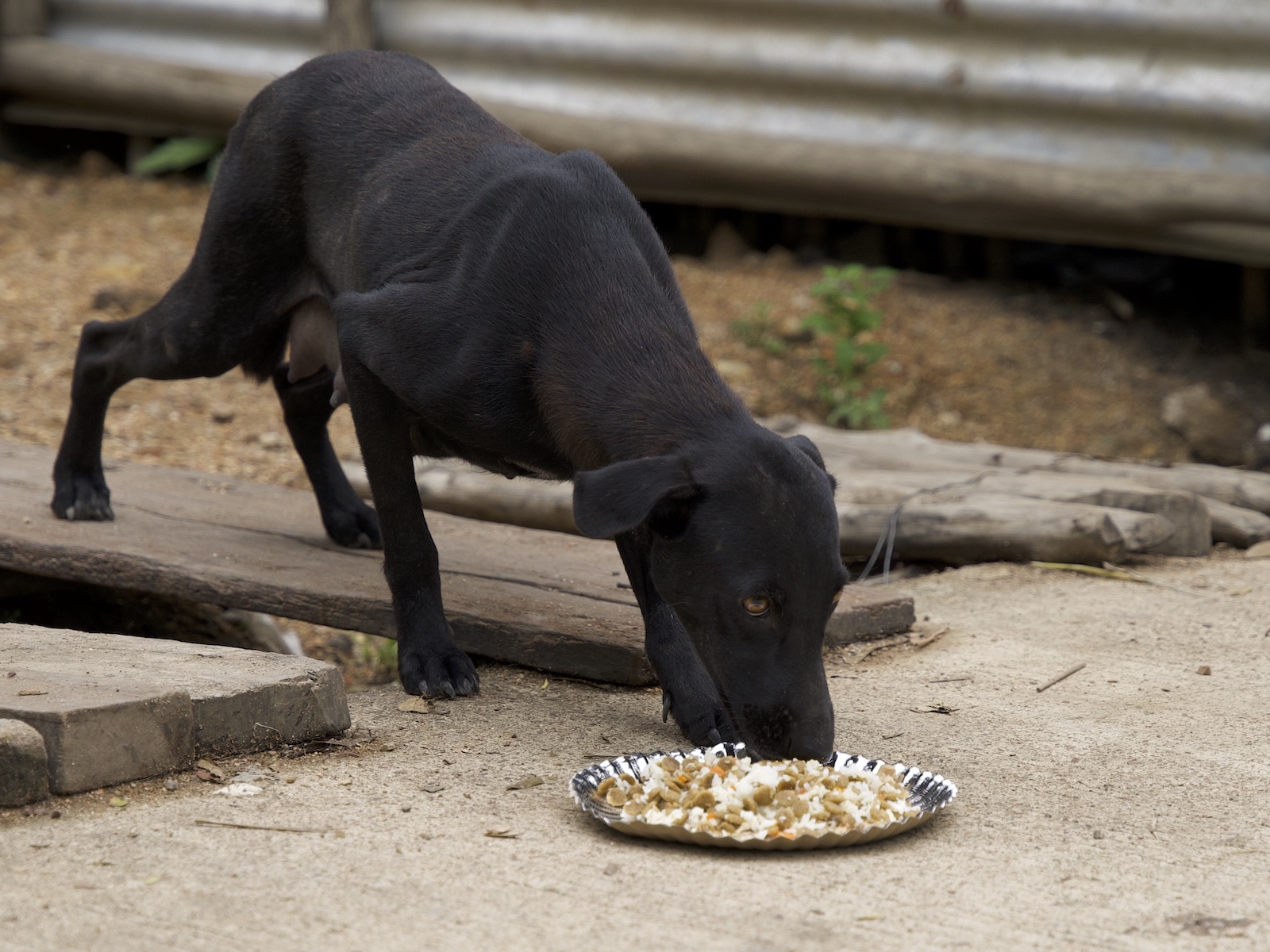 Stray Feeding Program